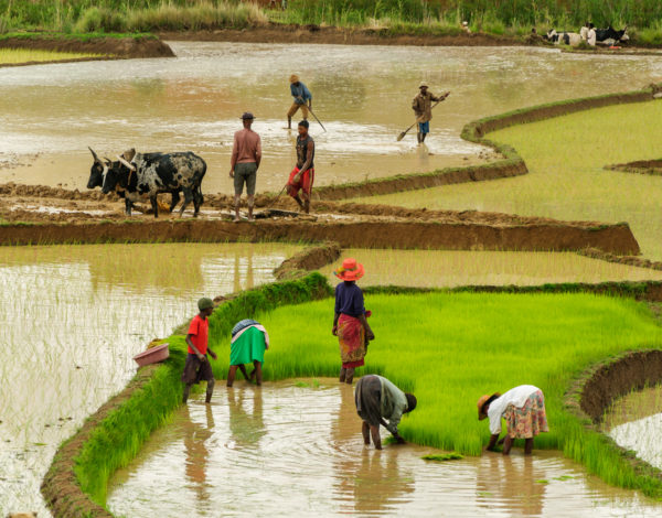 Ambalavao,,Madagascar,-,December,11,,2013:,Rice,Farmers,Working,On